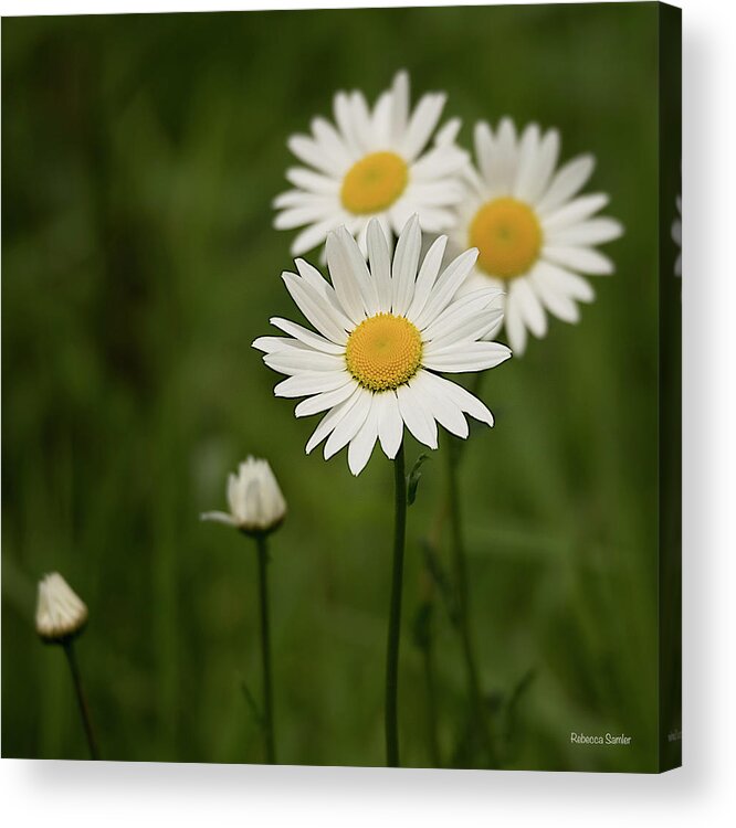 Daisies Acrylic Print featuring the photograph Loves Me, Loves Me Not by Rebecca Samler