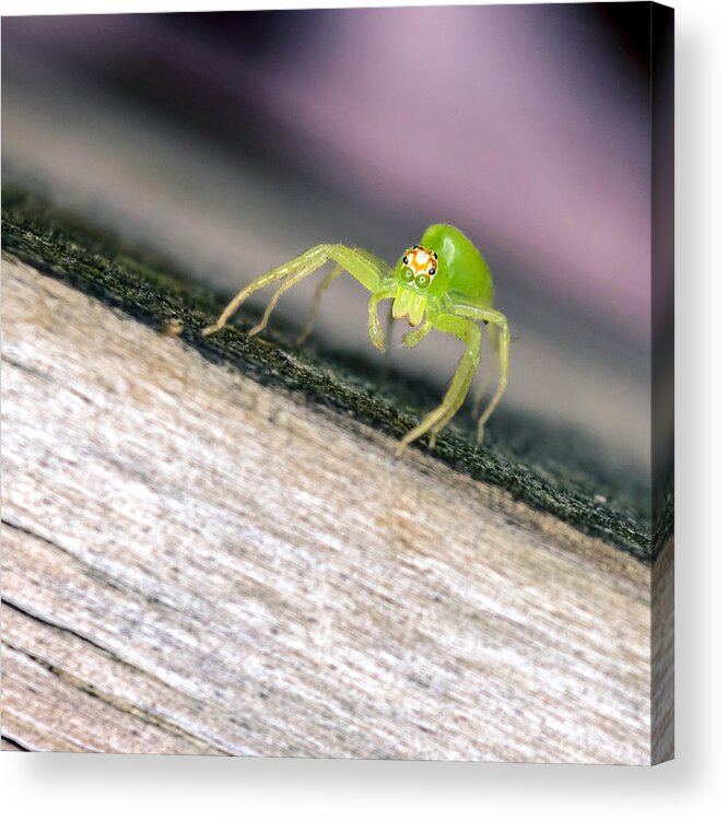 Animal Acrylic Print featuring the photograph Lyssomanes viridis by Rob Sellers