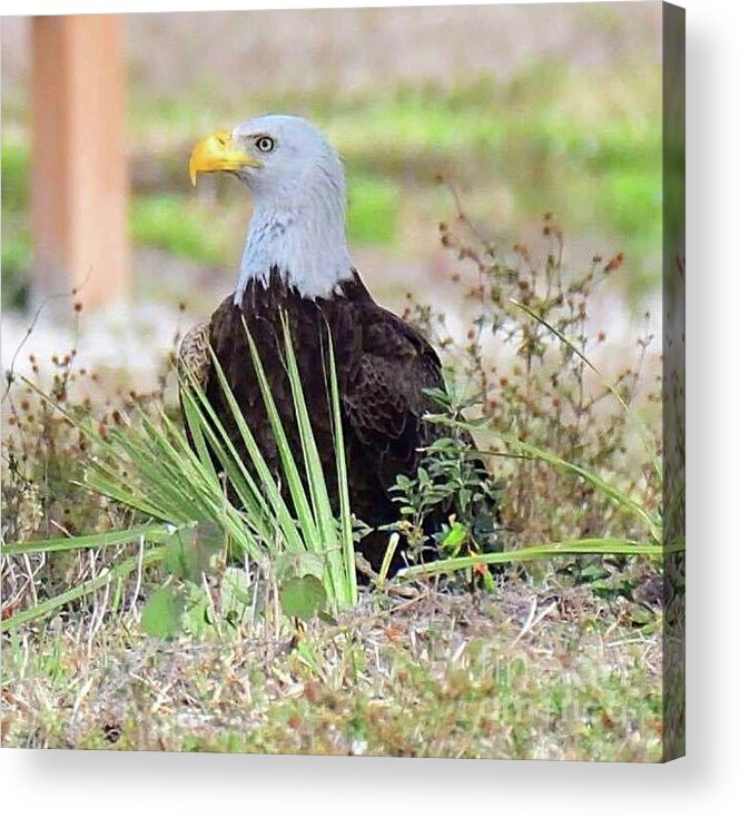 Bald Eagle Acrylic Print featuring the photograph M15 by Liz Grindstaff