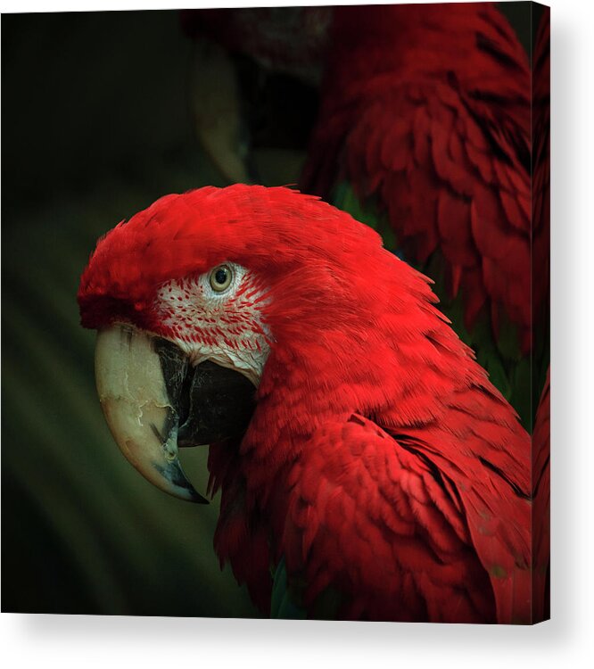 Brookfield Zoo Acrylic Print featuring the photograph Macaw Portrait by Joni Eskridge