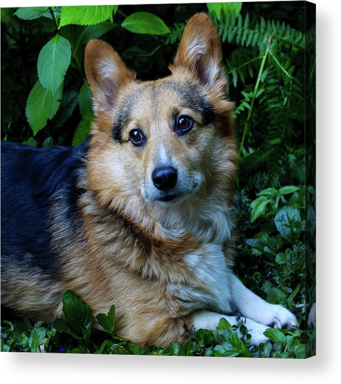 Dog Acrylic Print featuring the photograph Max by Tikvah's Hope