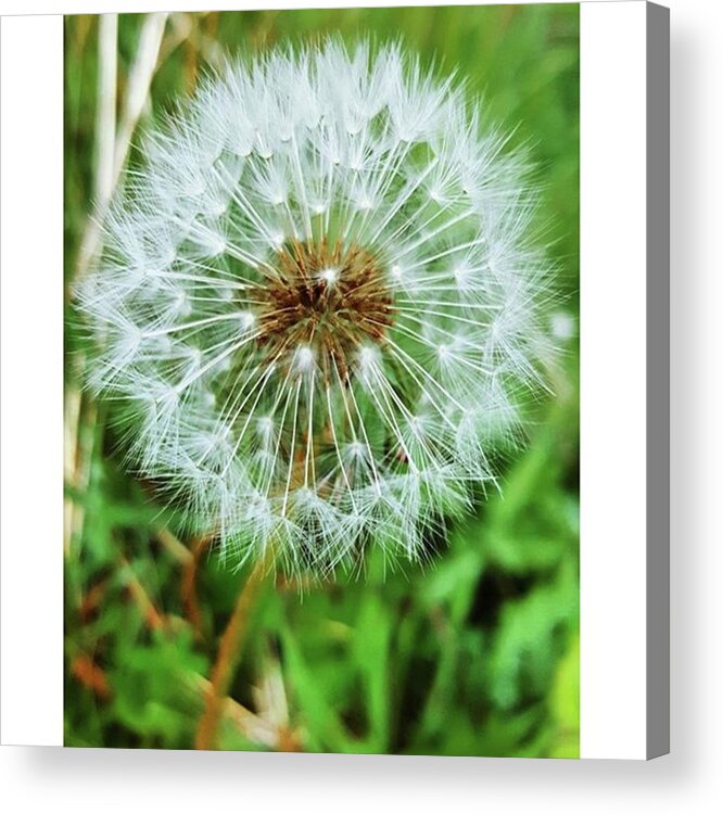 Dandelionclock Acrylic Print featuring the photograph #macro #dandelion #dandelionclock by Natalie Anne