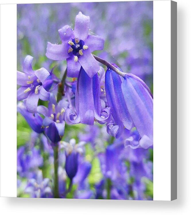 Flower Acrylic Print featuring the photograph #macro #flower #flowers #bluebell by Natalie Anne