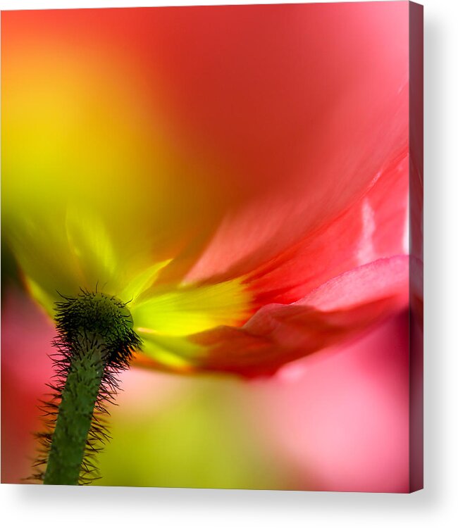 Poppy Acrylic Print featuring the photograph Macro Poppy 1 by Mo Barton