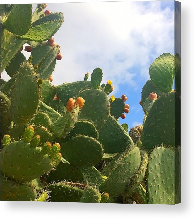 Succulent Acrylic Print featuring the photograph Magnificent #cactus With New Buds And by Shari Warren