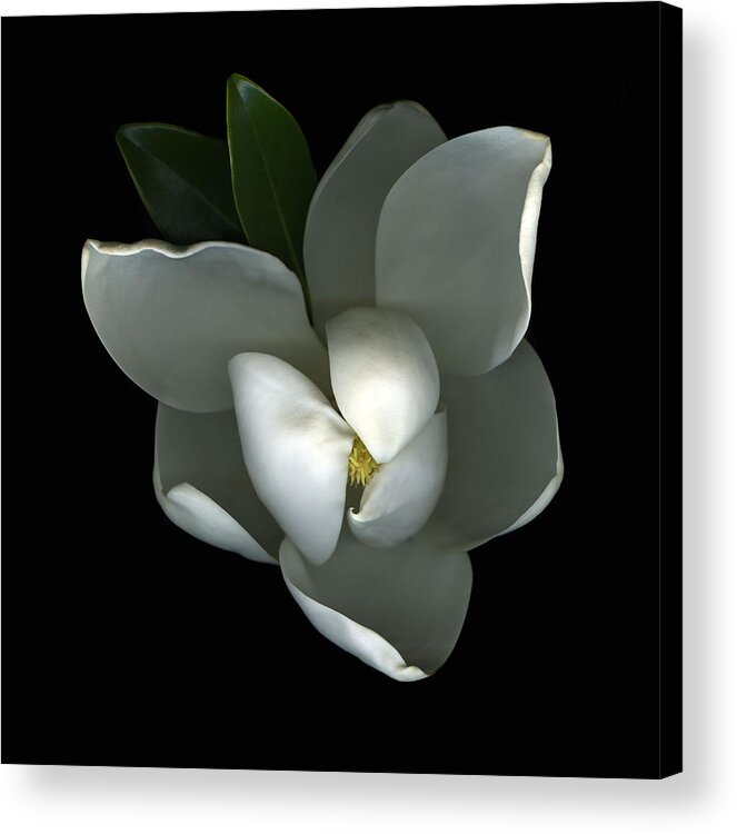 Magnolia Acrylic Print featuring the photograph Magnolia by Christian Slanec