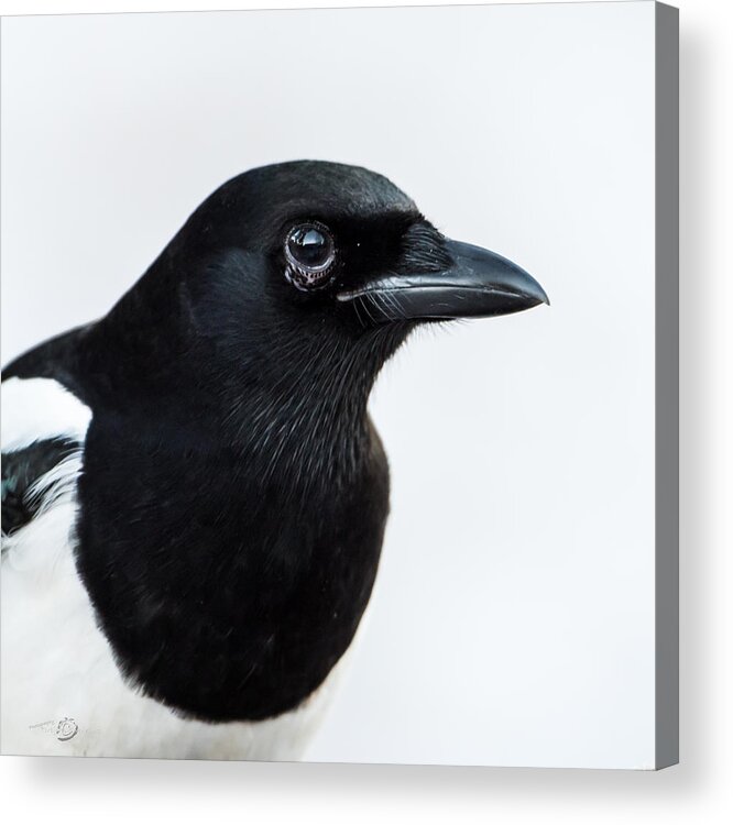 Pica Pica Acrylic Print featuring the photograph Magpie portrait by Torbjorn Swenelius