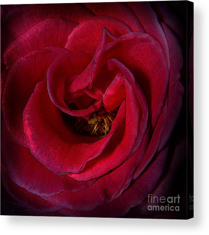 Clay Acrylic Print featuring the photograph Majestic Rose by Clayton Bruster