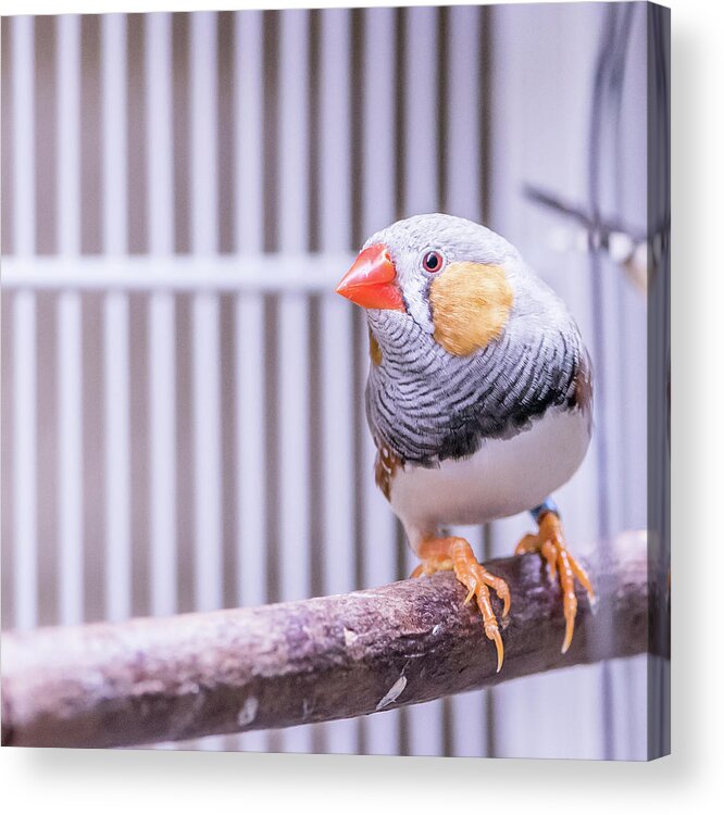 Male Acrylic Print featuring the photograph Male Zebra Finch by Jennifer Grossnickle