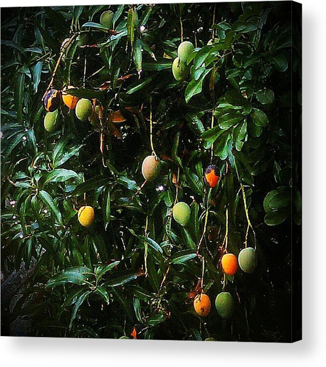 Garden Acrylic Print featuring the photograph Mango Tree by Rg Field