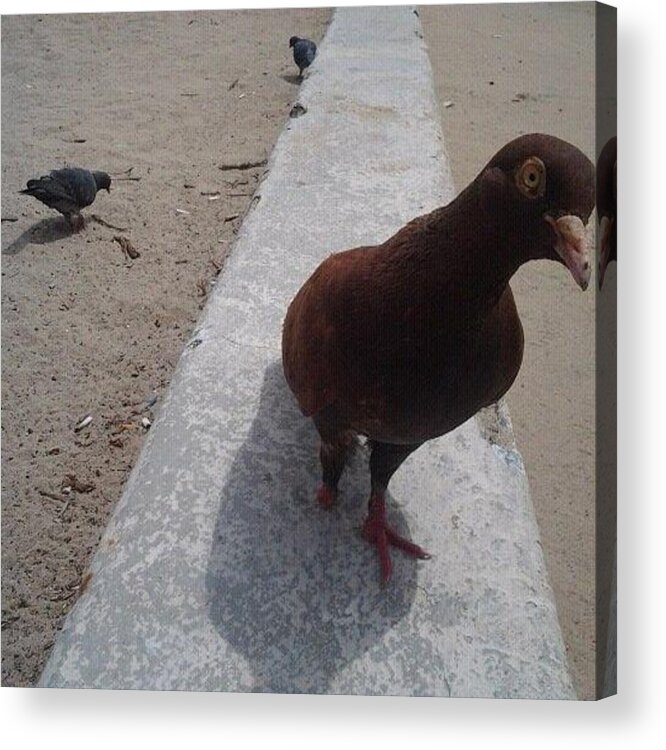 Pigeon Acrylic Print featuring the photograph Meet Stumpy by Cari Ann Ormsby