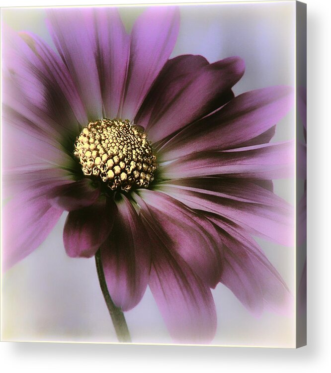 Flower Acrylic Print featuring the photograph Memories of Spring by Darlene Kwiatkowski