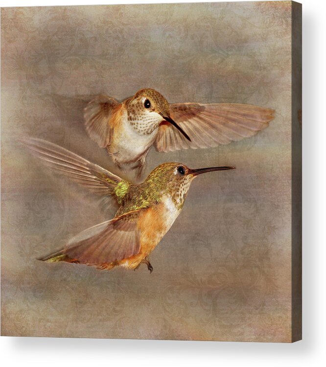 Hummingbirds Acrylic Print featuring the photograph Mid-Flight I by Leda Robertson