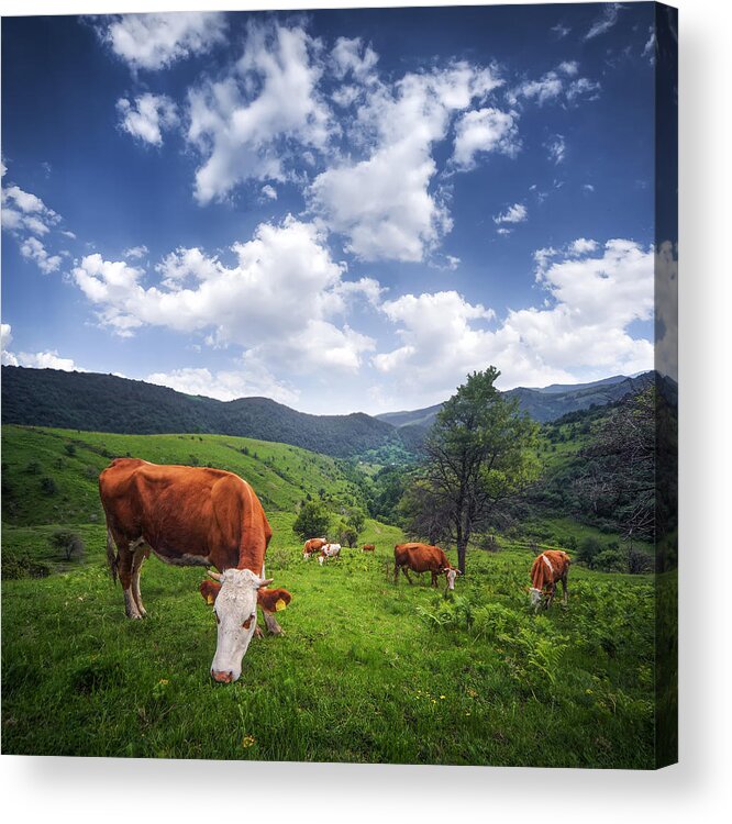 Agriculture Acrylic Print featuring the photograph Milka by Bess Hamiti
