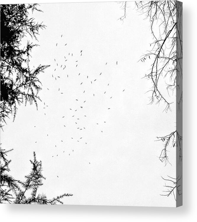 Sky Acrylic Print featuring the photograph Minimal Meeting
#sky #skylovers #trees by Rafa Rivas