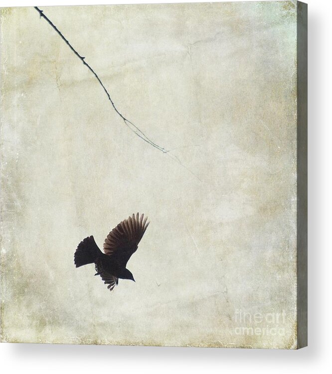 Bird. Texturres Acrylic Print featuring the photograph Minimalistic Bird in Flight by Aimelle Ml