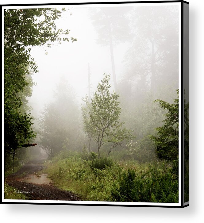 Mist Acrylic Print featuring the photograph Misty Road at Forest Edge, Pocono Mountains, Pennsylvania by A Macarthur Gurmankin