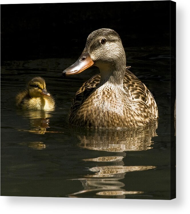 Duck Acrylic Print featuring the photograph Mommy and me by Thanh Thuy Nguyen