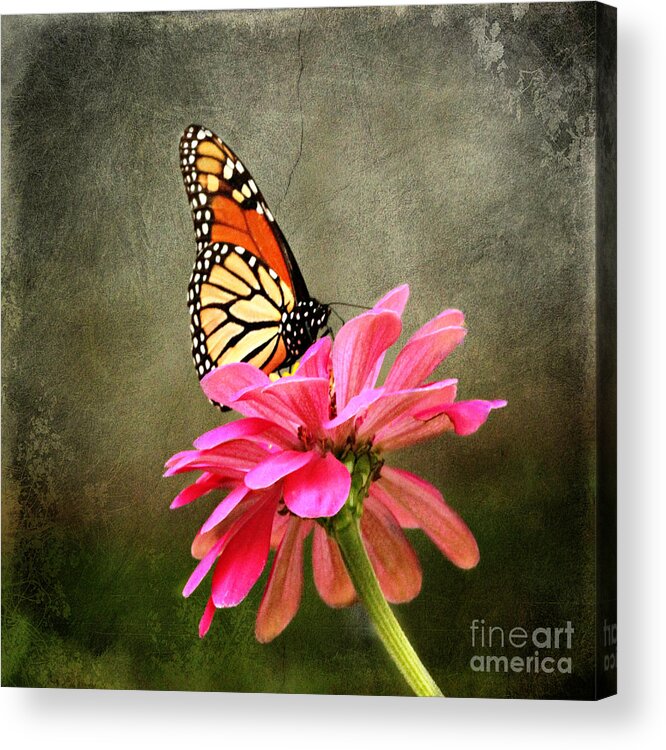 Butterfly Acrylic Print featuring the photograph Monarch Butterfly and Pink Zinnia by Judy Palkimas