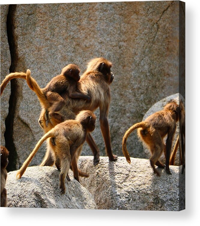Animal Acrylic Print featuring the photograph Monkey Family by Dennis Maier