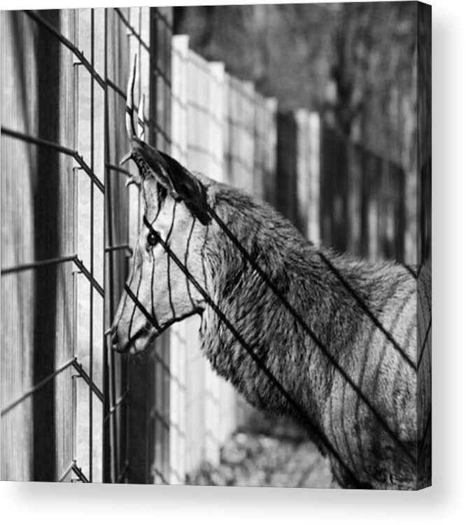 Animals Acrylic Print featuring the photograph #monochrome #canon #cage #blackandwhite by Mandy Tabatt