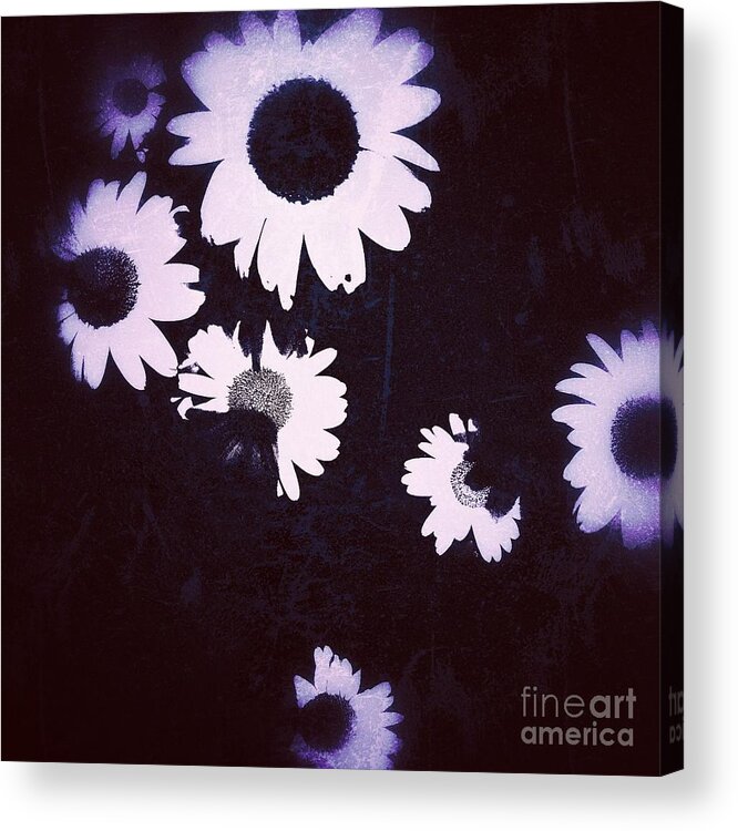 Daisy Acrylic Print featuring the painting Moonlight Daisies by Jacqueline McReynolds