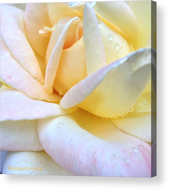 Morning Dew On A Pale Yellow Rose Acrylic Print featuring the photograph Morning Dew on a Pale Yellow Rose by Anna Porter