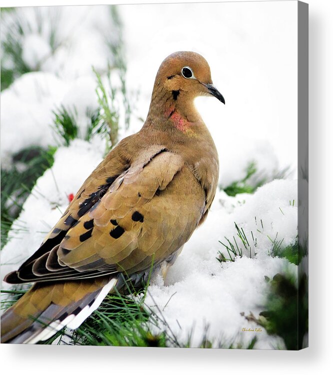 Dove Acrylic Print featuring the photograph Mourning Dove Square by Christina Rollo