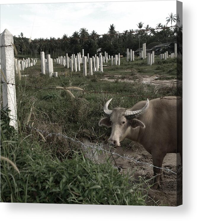 Deforestation Acrylic Print featuring the photograph Mourning in the Palm-Tree Graveyard by Steven Robiner