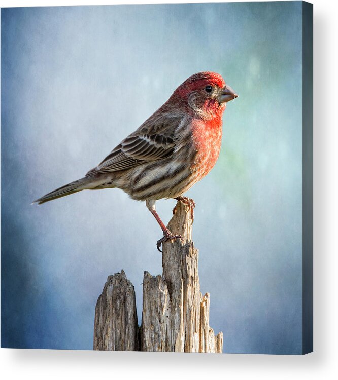 Chordata Acrylic Print featuring the photograph Mr House Finch Perched On Blues by Bill and Linda Tiepelman