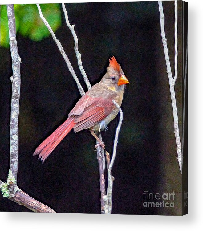 Nature Acrylic Print featuring the painting Female Cardinal by DB Hayes