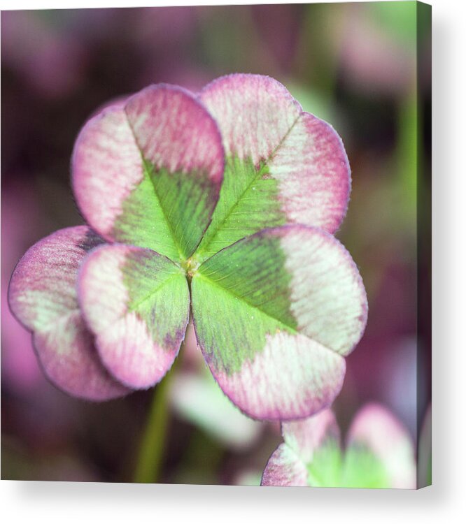 Clover Acrylic Print featuring the photograph Mulberry Clover by Lisa Blake