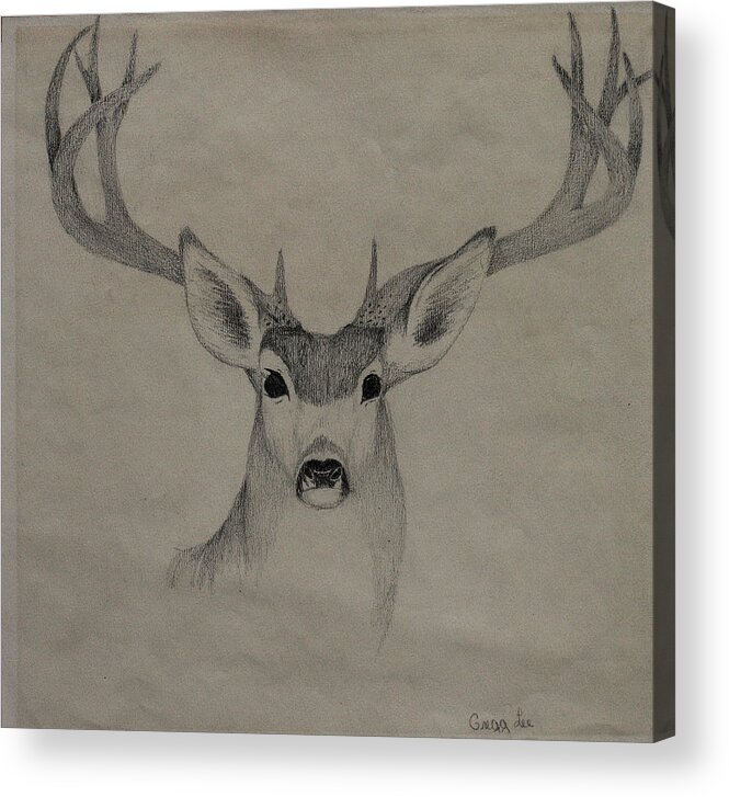 Mule Acrylic Print featuring the drawing Mule Deer 1 by Gregory Lee