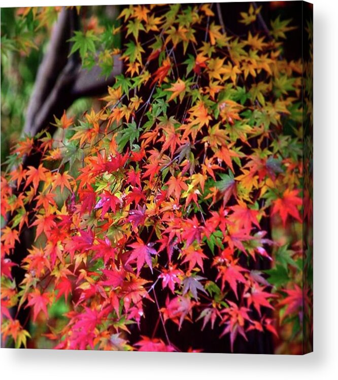 Aitumnleaves Acrylic Print featuring the photograph Multicolored Autumn Leaves by Ippei Uchida