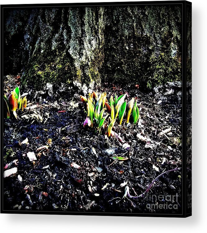 Midwest America Acrylic Print featuring the photograph Must Be Spring by Frank J Casella