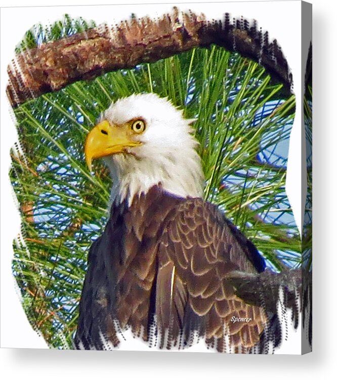 Wildlife Acrylic Print featuring the photograph My Eye by T Guy Spencer