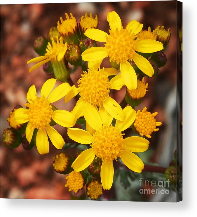 Yellow Blooms Acrylic Print featuring the photograph My happy place by Barbara Leigh Art