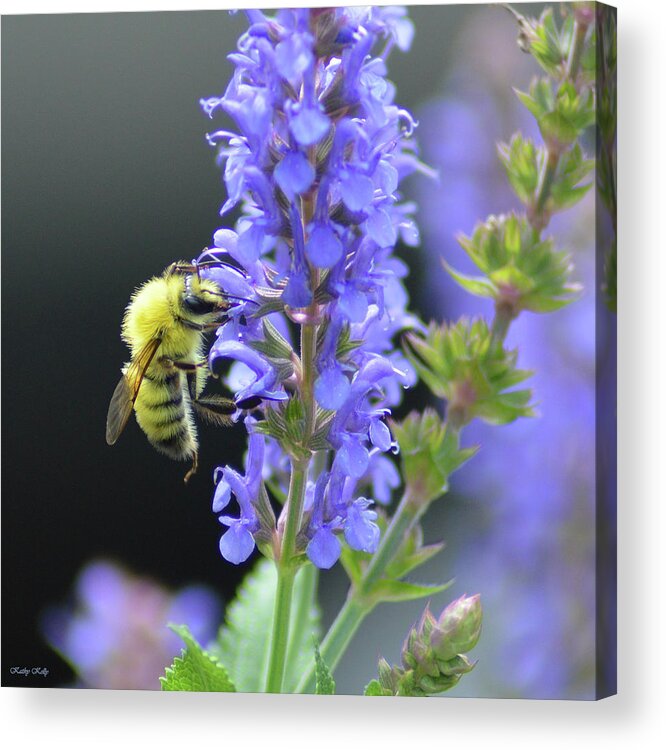 Honey Bee Acrylic Print featuring the photograph My Precious by Kathy Kelly