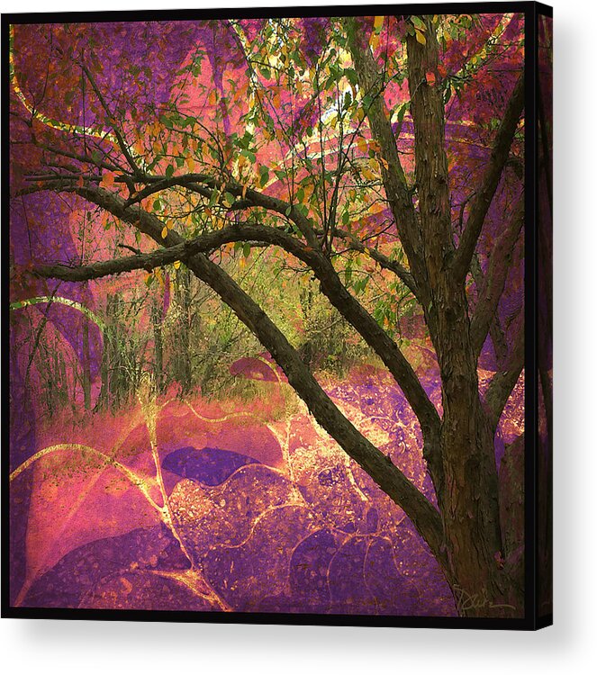 Trees Acrylic Print featuring the photograph Mystic Forest by Peggy Dietz