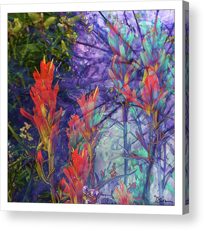 Indian Paintbrush Acrylic Print featuring the photograph Mystic by Peggy Dietz