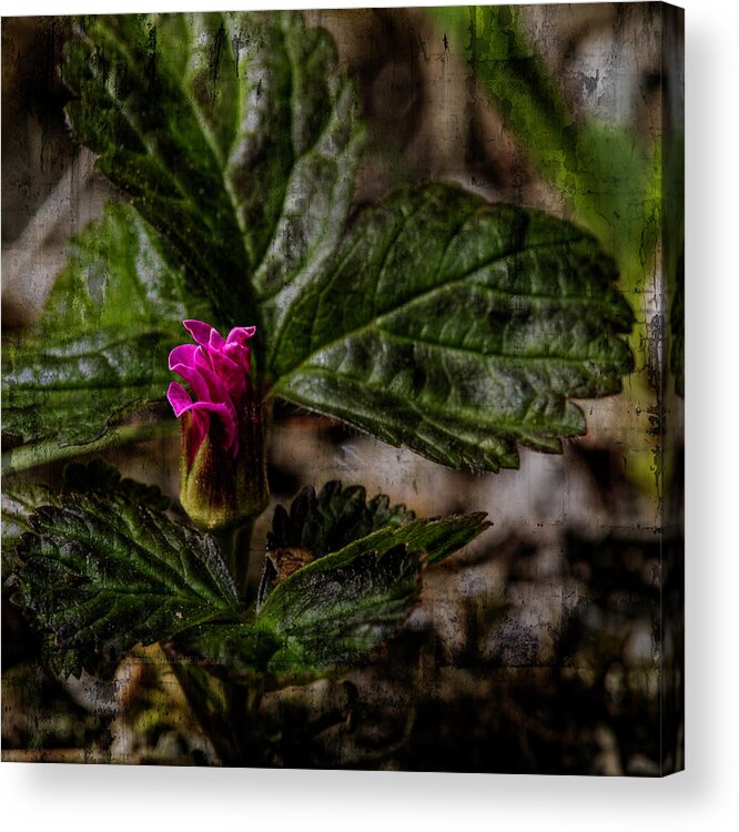 Alaska Acrylic Print featuring the photograph Nagoonberry Bud by Fred Denner