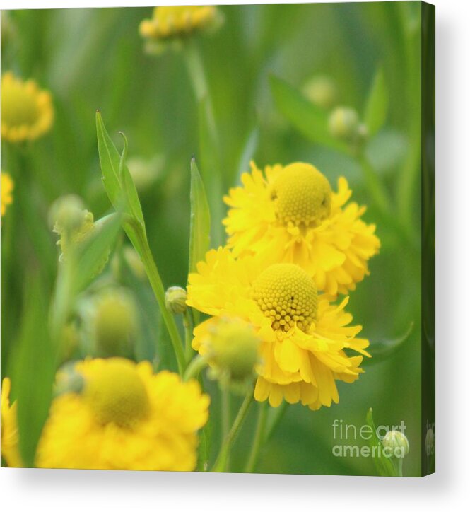 Yellow Acrylic Print featuring the photograph Nature's Beauty 93 by Deena Withycombe