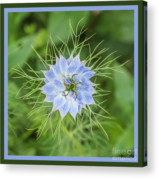 Natures Star Acrylic Print featuring the photograph Natures Star by Wendy Wilton
