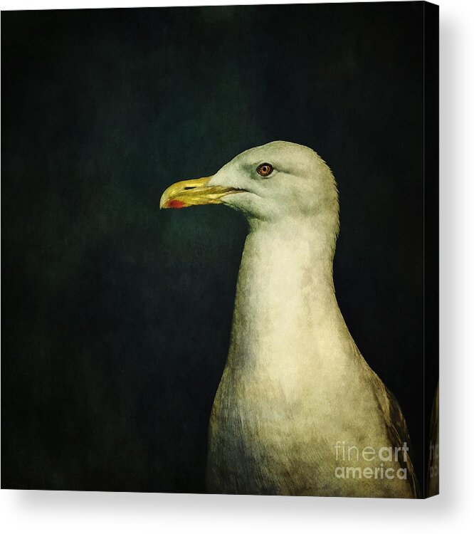 Seagull Acrylic Print featuring the photograph Naujaq by Priska Wettstein