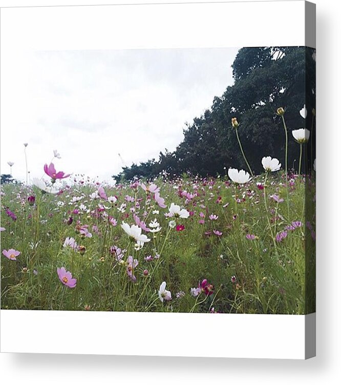 Cosmosfes Acrylic Print featuring the photograph コスモス畑。
#cosmos #cosmosfes by Aa Ya Na