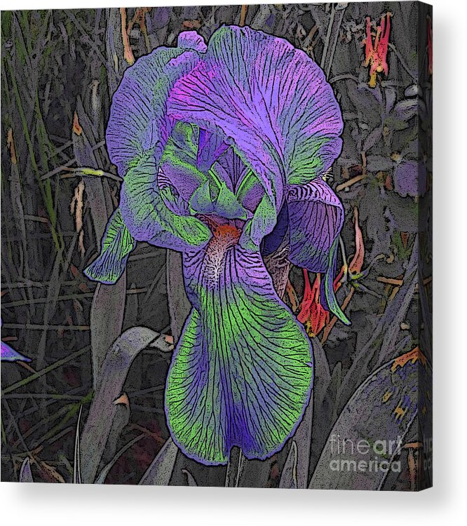 Iris Acrylic Print featuring the photograph Neon Iris with Wild Columbines by Conni Schaftenaar
