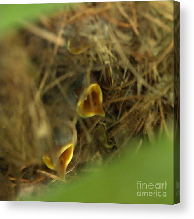 Bird Acrylic Print featuring the photograph Nestlings by Kathi Shotwell