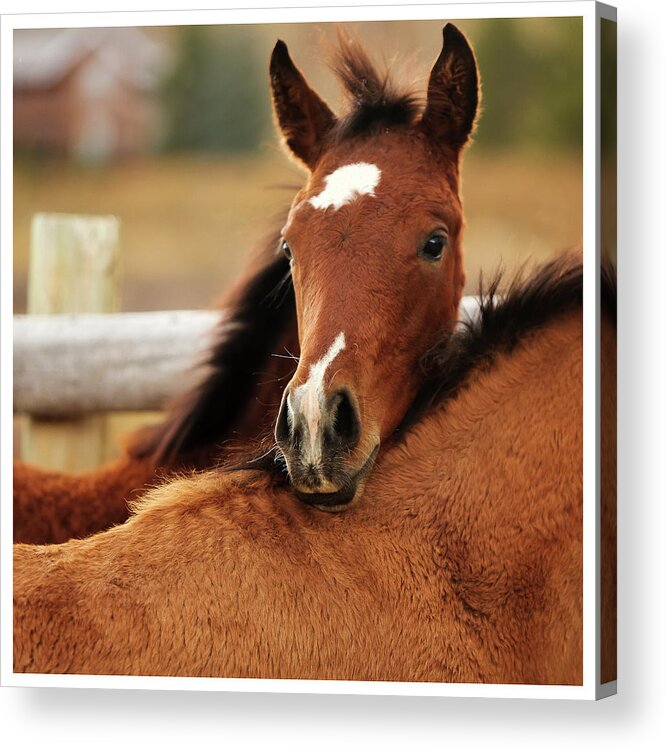 Foal Acrylic Print featuring the photograph New Life by Sharon Jones