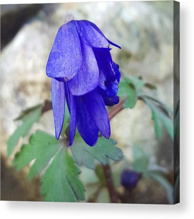 Flowers Acrylic Print featuring the photograph No Need To Be Blue, Monday Is Over For by Dante Harker