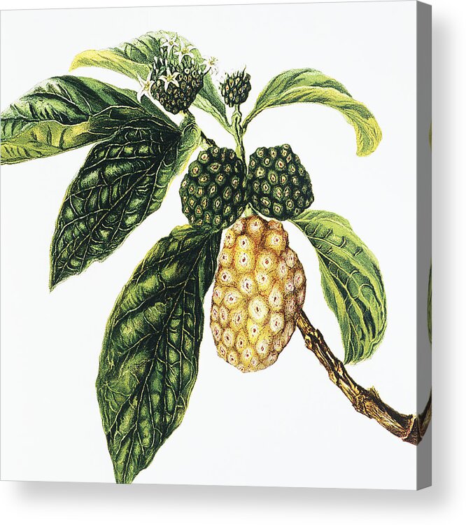 1890 Acrylic Print featuring the painting Noni Fruit by Hawaiian Legacy Archive - Printscapes